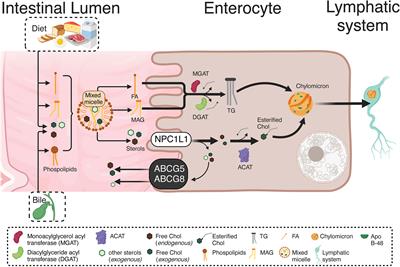 The role of cholesterol and mitochondrial bioenergetics in activation of the inflammasome in IBD